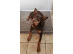 Ruby, Doberman Pinscher For Adoption In Pleasanton, California