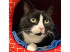 Adopt Tilly a Black & White or Tuxedo Domestic Shorthair (short coat) cat in