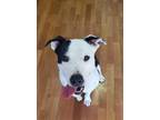 Adopt Grace a Black - with White Pit Bull Terrier / Mixed dog in Davenport