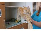 Chunky, Domestic Shorthair For Adoption In Chestertown, Maryland