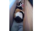 Adopt Callie a Calico or Dilute Calico Calico (short coat) cat in Glenville