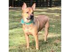 Adopt Dudley a Tan/Yellow/Fawn - with Black Shepherd (Unknown Type) / Cattle Dog