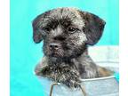 Poppy, Border Terrier For Adoption In Hondo, Texas