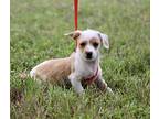 Amigo, Terrier (unknown Type, Small) For Adoption In Hondo, Texas
