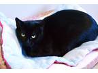 Adopt Essie a Black (Mostly) Domestic Shorthair (short coat) cat in Lincoln
