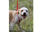 Locco, Terrier (unknown Type, Small) For Adoption In Hondo, Texas