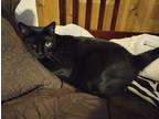 Adopt Ebony a All Black Bombay (short coat) cat in West Palm Beach