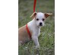 Senorita, Terrier (unknown Type, Small) For Adoption In Hondo, Texas