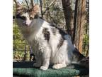 Adopt Thomas L a Domestic Mediumhair cat in Fairfax Station, VA (37496724)