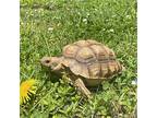 Georgia O'keefe, Tortoise For Adoption In Uwchlan, Pennsylvania