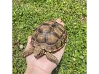 Mary Cassat, Tortoise For Adoption In Uwchlan, Pennsylvania