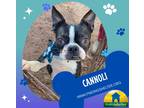 Adopt Cannoli a Black - with White Boston Terrier / Mixed dog in Southeastern