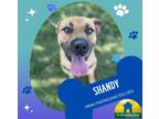 Adopt Shandy a Tan/Yellow/Fawn Boxer / Shar Pei / Mixed dog in Southeastern