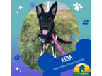 Adopt Asha a Black - with Tan, Yellow or Fawn German Shepherd Dog / Mixed dog in