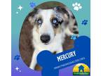Adopt Mercury a Merle Australian Shepherd / Mixed dog in Southeastern