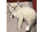 Trixie C, Snowshoe For Adoption In North Highlands, California