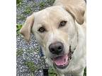 Moe, Labrador Retriever For Adoption In Bedford, Virginia