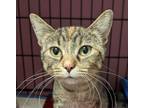 Adopt Twitchit a Calico or Dilute Calico Domestic Shorthair (short coat) cat in