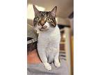 William - $30 Adoption Fee And Free Gift Bag, American Shorthair For Adoption In