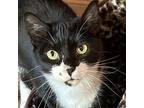 Cookie, Domestic Shorthair For Adoption In Alameda, California