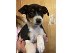 Star & Sassy, Rat Terrier For Adoption In Riley Township, Michigan