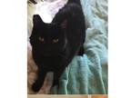 Adopt CEDAR a All Black Domestic Shorthair (short coat) cat in San Juan