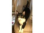 Adopt ROBIN a Black & White or Tuxedo Domestic Shorthair (medium coat) cat in