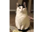 Adopt Dottie D a Domestic Shorthair cat in Fairfax Station, VA (31099796)