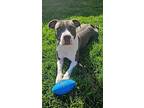 Peppers, American Staffordshire Terrier For Adoption In Elmhurst, Illinois