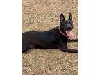 Adopt Brooklyn a Black German Shepherd Dog / Mixed dog in Ladson, SC (37775750)