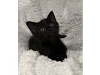 Jet, Domestic Shorthair For Adoption In Greensboro, North Carolina