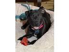 Myrcella Pup, Labrador Retriever For Adoption In Tuscaloosa, Alabama