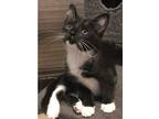 Adopt Gomez a Black & White or Tuxedo Domestic Shorthair (short coat) cat in