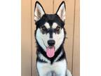Adopt Coco a Tricolor (Tan/Brown & Black & White) Husky / Mixed dog in Canoga