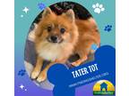 Adopt Tater Tot a Red/Golden/Orange/Chestnut Pomeranian / Mixed dog in