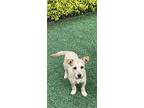Yoko, Terrier (unknown Type, Medium) For Adoption In Carlsbad, California