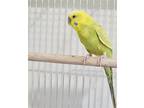 Lucky Luciano, Parakeet - Other For Adoption In Mankato, Minnesota