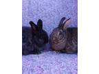Adopt Chuey/Polly a Black Jersey Wooly / Mixed (medium coat) rabbit in Santa