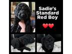 Goldendoodle Puppy for sale in Wellford, SC, USA