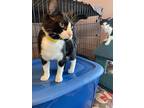 Majik, Domestic Shorthair For Adoption In Markham, Ontario