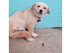 Peanut, Border Terrier For Adoption In San Francisco, California