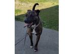 Adopt Eva a Brindle - with White Staffordshire Bull Terrier / Mixed Breed