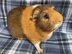 Cookie, Guinea Pig For Adoption In Edinburg, Pennsylvania
