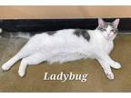 Adopt Ladybug a White (Mostly) Domestic Shorthair (short coat) cat in Davison
