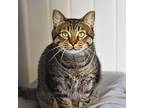 Kona -- Bonded Buddy With Beans, Domestic Shorthair For Adoption In Des Moines