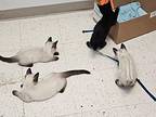 Kittens!, Domestic Shorthair For Adoption In Powder Springs, Georgia