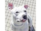 Sunny, American Pit Bull Terrier For Adoption In Des Moines, Iowa