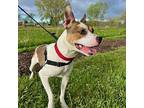 Sunny, Terrier (unknown Type, Medium) For Adoption In Des Moines, Iowa