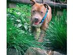 Dobbins, American Staffordshire Terrier For Adoption In Decatur, Georgia