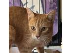 Creamsicle, Domestic Shorthair For Adoption In Santa Fe, New Mexico